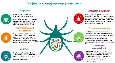 🆘Осторожно ,клещевой боррелиоз! » Официальный сайт ГБУЗ РБ Детская  поликлиника №6