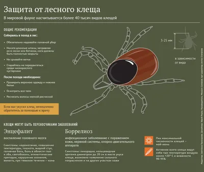 Клещевой боррелиоз в Крыму - врач рассказала о высоких рисках летом - РИА  Новости Крым, 16.06.2023