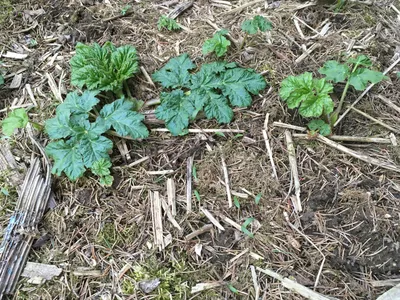 Фотография Борщевик Сосновского (Heracleum sosnowskyi) Заросли борщевика.  Березняки средней полосы. Подмосковье, средняя полоса России. Северная  лесостепь Заочья. | Фотобанк ГеоФото/GeoPhoto | GetImages Group