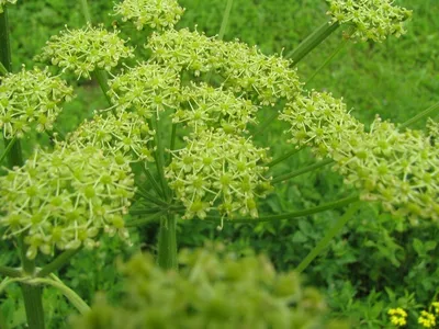 Борщевик шерстистый — Heracleum lanatum Michx. (семейство Сельдерейные —  Apiaceae) | Фотографии: растения Камчатки | Фотографии Камчатки |  Камчатский край, Петропавловск-Камчатский — краеведческий сайт о Камчатке:  история Камчатки, география и ...