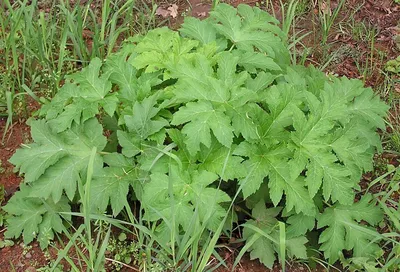 Камчатка фото: Борщевик Сосновского — Heracleum sosnowskyi (семейство  Сельдерейные — Apiaceae) - Флора полуострова Камчатка -  Петропавловск-Камчатский, Камчатка фотография