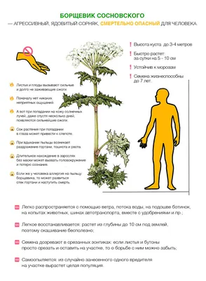 Эксперт дал советы, как справиться с борщевиком - РИА Новости, 15.07.2023