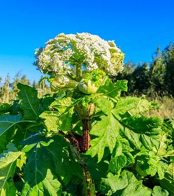 Борщевик Сосновского (Heracleum sosnowskyi) | Запорожское сельское поселение