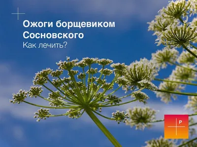 Дачники рассказали, как избавиться от борщевика на участке – Москва 24,  22.07.2020