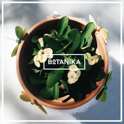 БЦ Botanica (Ботаника) – аренда и продажа помещений, офисов в Бизнес Центре  Botanica (Ботаника), Москва, ул. 1-я Леонова, 18 – Коммерческая  недвижимость ЦИАН