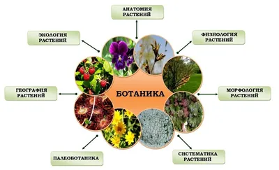 Удивительная ботаника — Дворец Гагарина