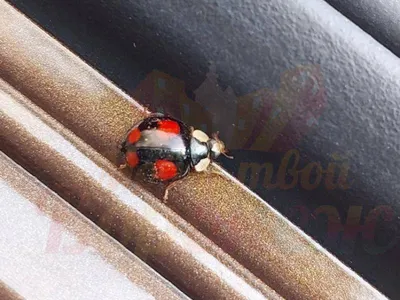 Ladybug. Божья коровка. PNG. | Божьи коровки, Флора