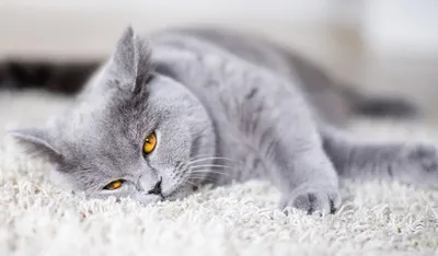 Британская короткошёрстная кошка — British Shorthair, BRI, Shorthair |  Котомир