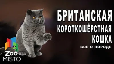 Британская короткошерстная кошка