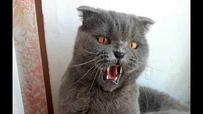 British shorthair • Британская | Британский кот из питомника… | Flickr