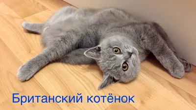 Британский кот | Cats, Animals, Poster