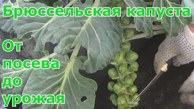 Брюссельская капуста Всегда пожалуйста быстрозамороженная 400г - купить с  доставкой в Vprok.ru Перекрёсток по цене 159.90 руб.