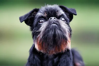 Брюссельский гриффон: описание 🐕 породы собак, характер, фото