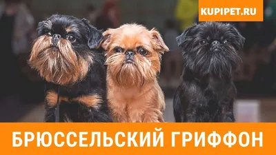 Брюссельский гриффон: 1 500 € - Собаки Киев на Olx