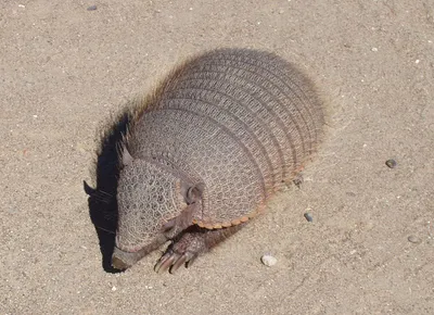 Броненосец - Armadillo | Animals wild, Animal antics, Armadillo