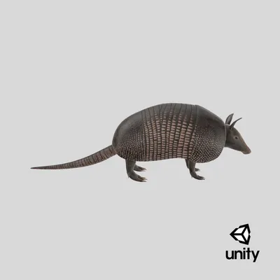 Длинноволосый броненосец (Chaetophractus vellerosus) Screaming Hairy  Armadillo | LifeCatalog | Млекопитающие, Детеныши, Хомячки