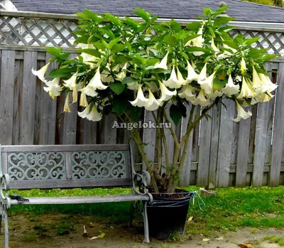 Бругмансия (Brugmansia) белая Каталог орхидей - фаленопсисов, каттлей,  ванд, дендробиумов со всего мира от интернет магазина Ангелок