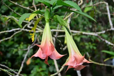 Бругмансия - Brugmansia: фото, условия выращивания, уход и размножение |  happyflora.ru