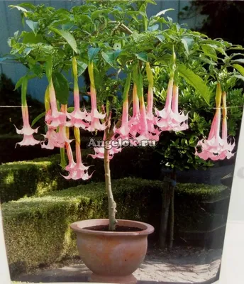 Бругмансия (Brugmansia) розовая Каталог орхидей - фаленопсисов, каттлей,  ванд, дендробиумов со всего мира от интернет магазина Ангелок