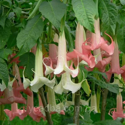 Бругмансия (Brugmansia) желтая Каталог орхидей - фаленопсисов, каттлей,  ванд, дендробиумов со всего мира от интернет магазина Ангелок