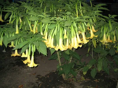 Brugmansia Бругмансия — стоковые фотографии и другие картинки Анестетик -  Анестетик, Ароматический, Артрит - iStock