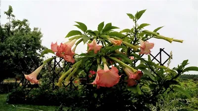 Коллекции растений ЦСБС СО РАН - Brugmansia arborea (L.) Sweet – Бругмансия  древовидная