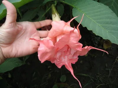 Бругмансия ароматная.( Brugmansia suaveolens) Труба ангела.(Граммофон  цветок) Бругмансия душистая..