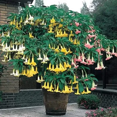 Бругмансия ароматная.( Brugmansia suaveolens) Труба ангела.(Граммофон  цветок) Бругмансия душистая..