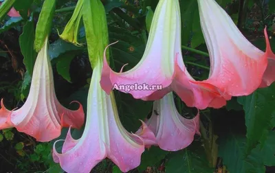 Бругмансия (Brugmansia) розовая Каталог орхидей - фаленопсисов, каттлей,  ванд, дендробиумов со всего мира от интернет магазина Ангелок