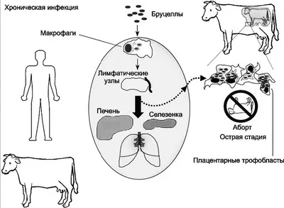 Бруцеллёз - это опасно » Коммунальное государственное учреждение «Гимназия  № 38 имени Льва Гумилева» отдела образования по городу Усть-Каменогорску  управления образования Восточно-Казахстанской области