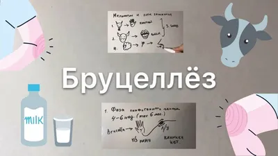 Что мы знаем о бруцеллезе? / Публикации / Городской округ Балашиха