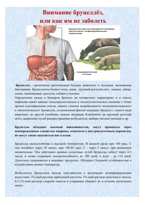 справочник_болезней@medical_books Бруцеллез Бруцеллезом называется  зоонозная инфекционная болезнь,.. | ВКонтакте