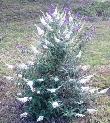 Будлея davidii (Buddleja davidii) — Азовский лесопитомник