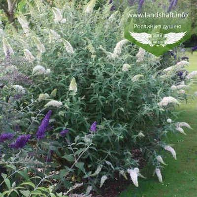 Buddleja davidii 'Blue Chip', Будлея Давида 'Блу Чип'