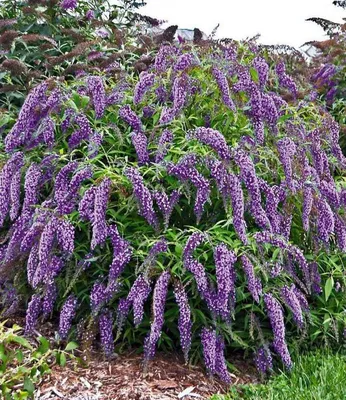 Buddleja davidii 'White Profusion', Буддлея Давида 'Вайт  Профьюжн'|landshaft.info