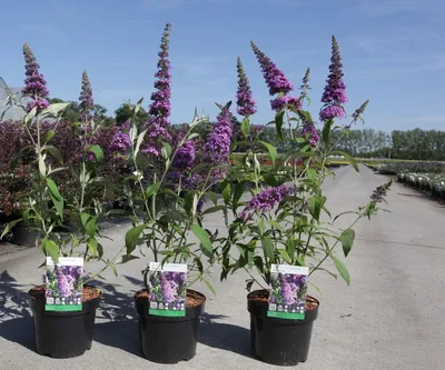 Будлея давида Литл Пурпл / Buddleja davidii Little Purple: продажа, цена в  Харьковской области. Саженцы декоративных деревьев и кустарников от  \"БалСад\" - 1741831331