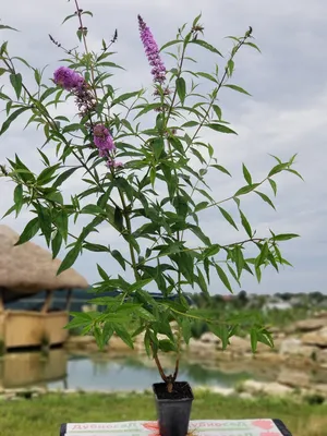 Будлея Давіда 'Tutti Fruitti' / Buddleja davidii 'Tutti Fruitti' -  Розсадник декоративних рослин «Зелена Бухта»