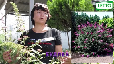 Buddleja lindleyana, Будлея Линдлея