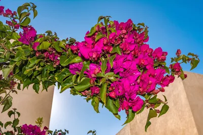Потрясающее зрелище - цветущая бугенвиллия на Кипре - Блоги Кипра