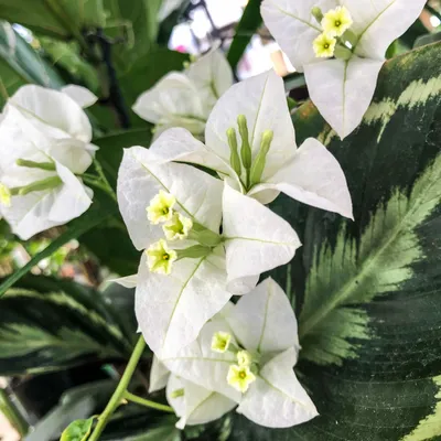 Бугенвиллия белая Bougainvillea White cascade – Zeebee Market