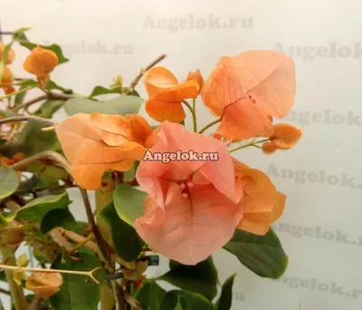 Бугенвиллия (Bougainvillea Bois De Roses) черенок — купить в  интернет-магазине Ангелок