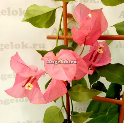 Бугенвиллия розовая (Bougainvillea Donya) — купить в интернет-магазине  Ангелок