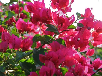 Картинка цветок Бугенвиллия