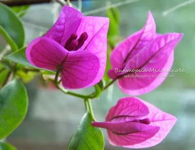 Растения и натуральная косметика : Бугенвиллия - южная красавица.