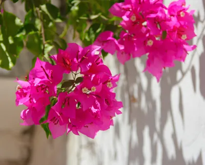 Открой Кипр - Бугенвиллия или чудо-цветок ⠀ Очень часто в своих сторис я  выставляю фотки Бугенвиллии, и в последнее время вы просите рассказать о  ней подробнее. ⠀ На Кипре Бугенвиллия, или чудо-цветок,