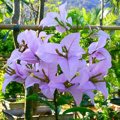 Бугенвиллия (Bougainvillea Double Salmon) черенок — купить в  интернет-магазине Ангелок