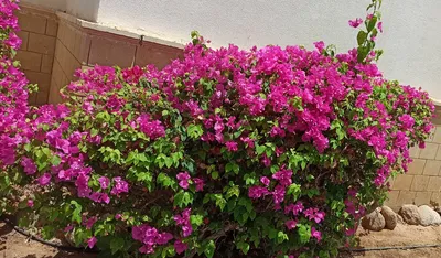 Бугенвиллия — фото цветка, уход за бугенвилией. | Любимые цветы