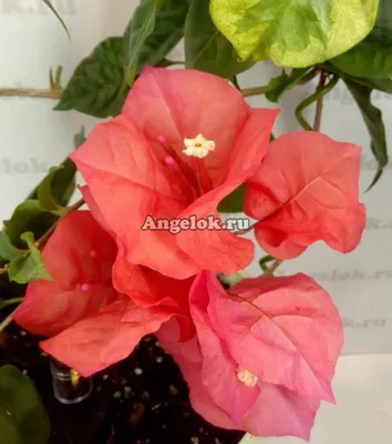 Бугенвиллия пестролистная (Bougainvillea Dauphine) — купить в  интернет-магазине Ангелок