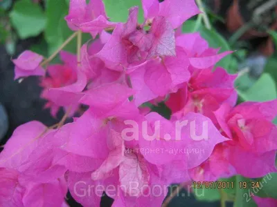 Бугенвиллия: описание цветка, уход за комнатным растением в домашних  условиях