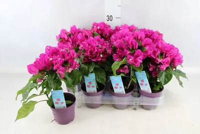 Стабилизированные цветы Бугенвиллия упаковка (ID#1394921877), цена: 470 ₴,  купить на Prom.ua